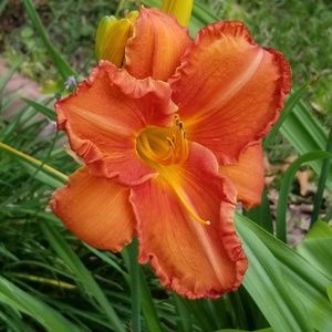 Meet your Posher, Dawn